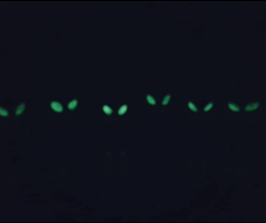 Fantasmas Kelocos Oscuridad